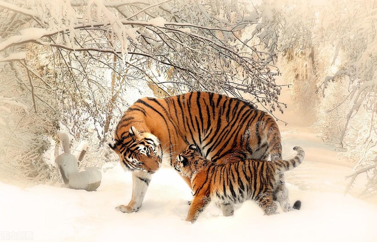 揭秘十二生肖之王，20一肖動物圖王中王，揭秘十二生肖之王，揭秘圖王中的動物之王